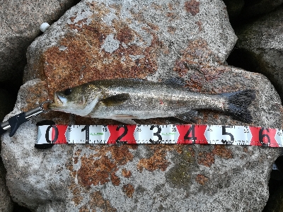 雨宿りしながらのシーバス
