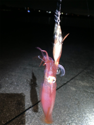 ケンサキイカ③