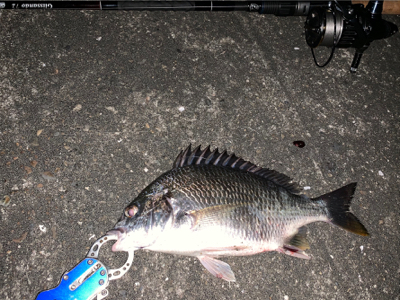 台風後チニング