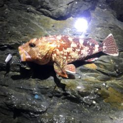 やっぱりガッシー