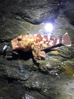 やっぱりガッシー