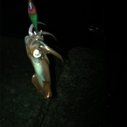 ケンサキ調査(^^)