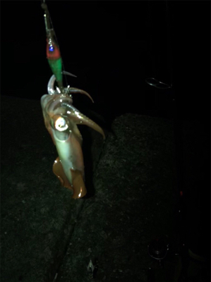 ケンサキ調査(^^)