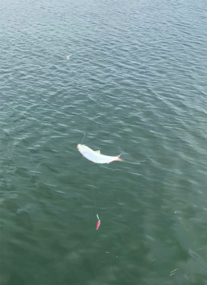 お買い物ついでに。