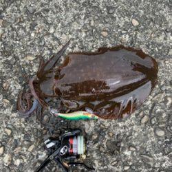 興津エリアエギング