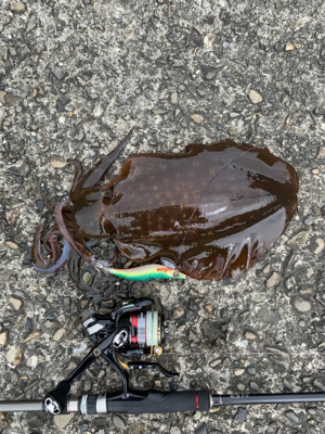 興津エリアエギング