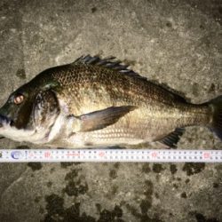 久しぶりの夜釣りと珍魚