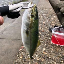 ハマチ・ツバス大爆釣!