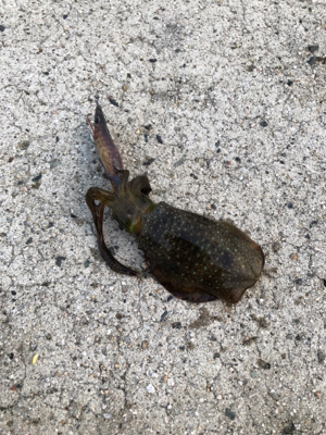 舞鶴ではどうか…