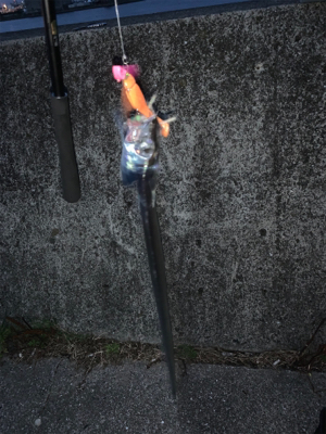 台風過ぎた豪雨越えのタチウオ