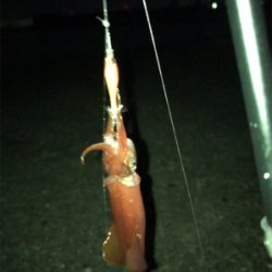 ケンサキ釣れたけど…σ(^_^;)