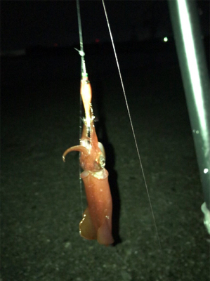 ケンサキ釣れたけど…σ(^_^;)