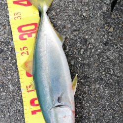 念願の今年初のハマチ!!!!