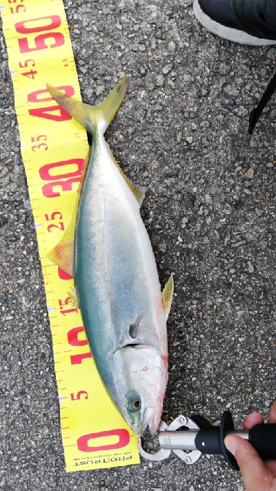 念願の今年初のハマチ!!!!