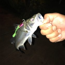 平日ナイトゲーム