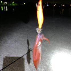 ケンサキイカ⑥