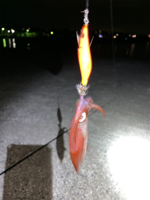 ケンサキイカ⑥