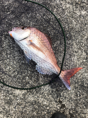 キャスティング鯛ラバ