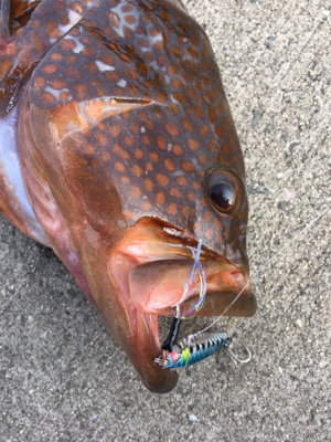 シンジラレナイ！アコウ爆釣