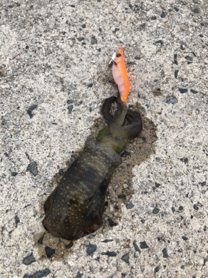 エギングしたくて