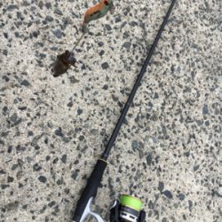 アオリイカ調査