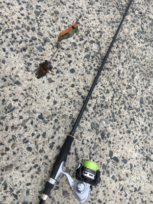 アオリイカ調査