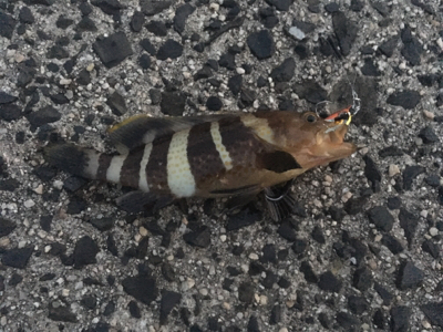 ライトショアジギング