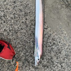 居るよう‼︎ タチウオ