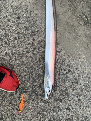 居るよう‼︎ タチウオ