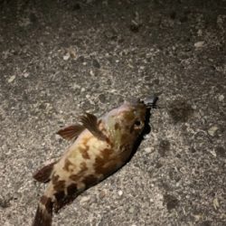 真夜中の郡六へ