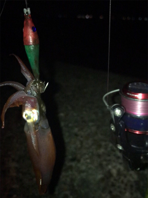 今期ケンサキ釣りで初めてエギで釣れた(^^…