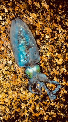 わくいくん釣れたよー♪