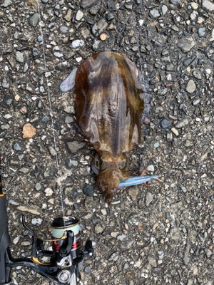 暑い！風強い！なんとかの3杯