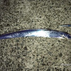 回遊とランガン