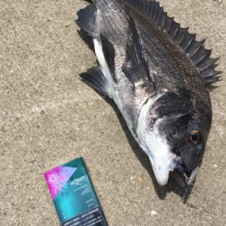 今日はチヌが釣れました