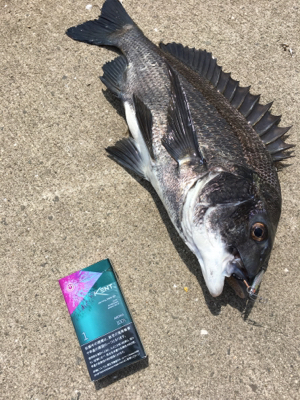 今日はチヌが釣れました