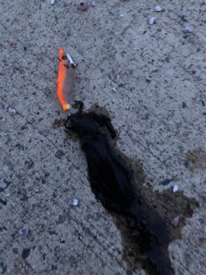 ランガンエギング