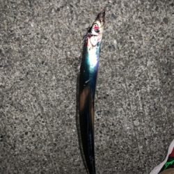 対タチウオ新メソッド試行