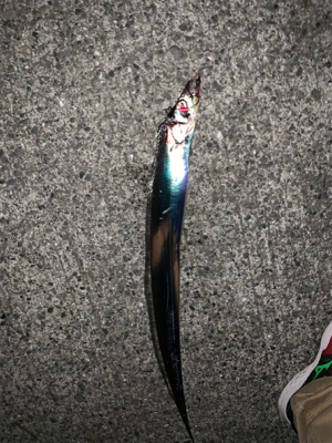 対タチウオ新メソッド試行