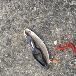 カマスのみ。。