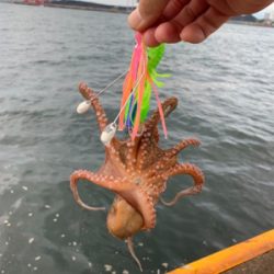 早朝のオクトパッシング