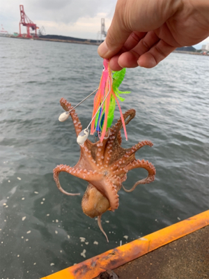 早朝のオクトパッシング