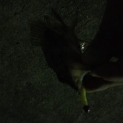 アジおらず、、ガシラのみ