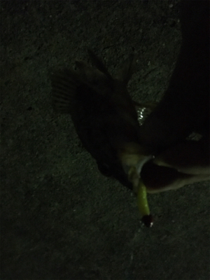 アジおらず、、ガシラのみ