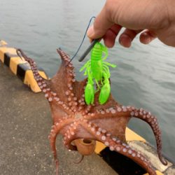 夜明けのオクトパッシング