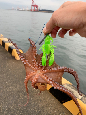 夜明けのオクトパッシング