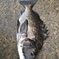 海の色が戻ってきました