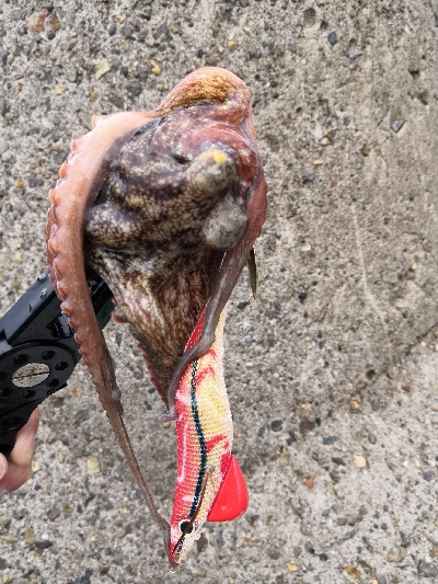 ショアタコ 700g強