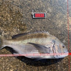 つりぴぃぽぉ釣果