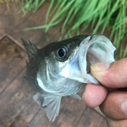 デイのシーバスは気持ちいい
